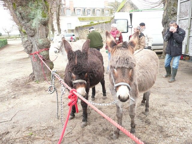 carnval 17 mars 2013 (14).jpg
